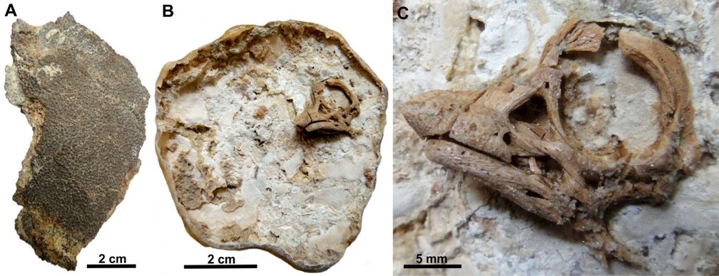 Imagem mostra a casca do ovo (A), o crânio do dinossauro dentro da casca (B) e o crânio ampliado (C).
