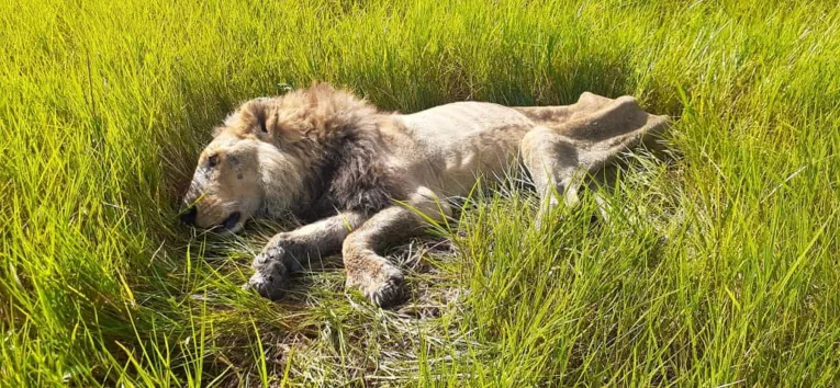 Pesquisador é atacado por leão durante trabalho na floresta