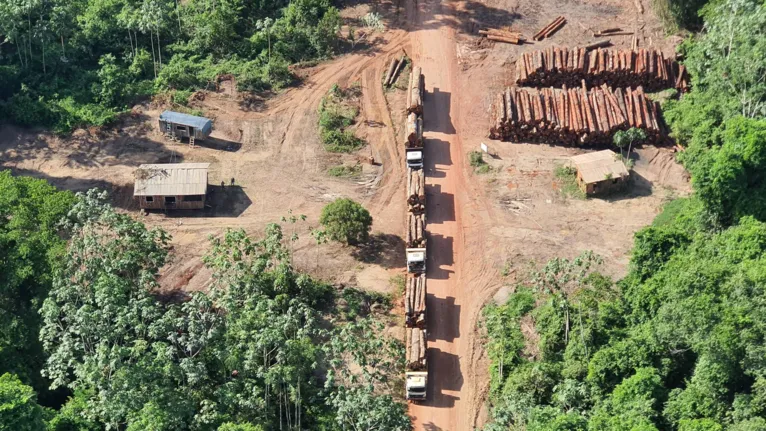 PF faz a maior apreensão de madeira da história na divisa do Pará com Amazonas 