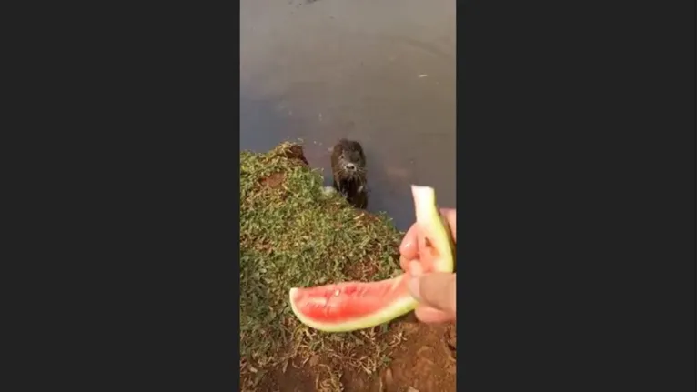 Homem adota 'ratão' e cuida do bicho como se fosse um filho