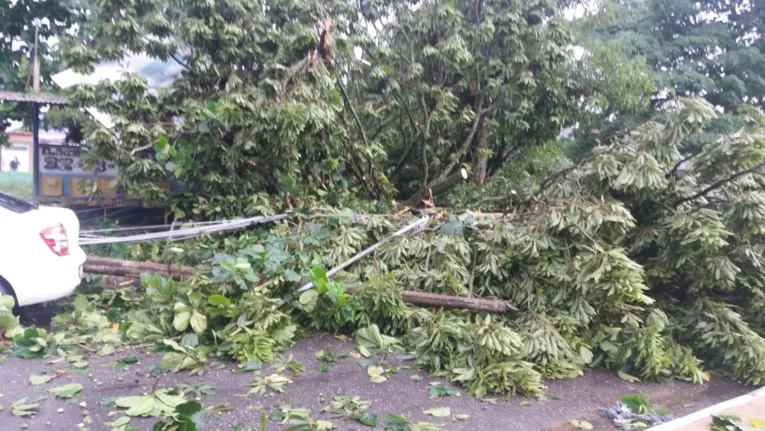 Oito árvores caem na Grande Belém durante ventania e causam transtorno a motoristas e pedestres 