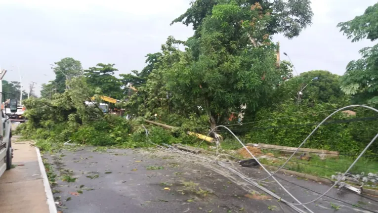Oito árvores caem na Grande Belém durante ventania e causam transtorno a motoristas e pedestres 