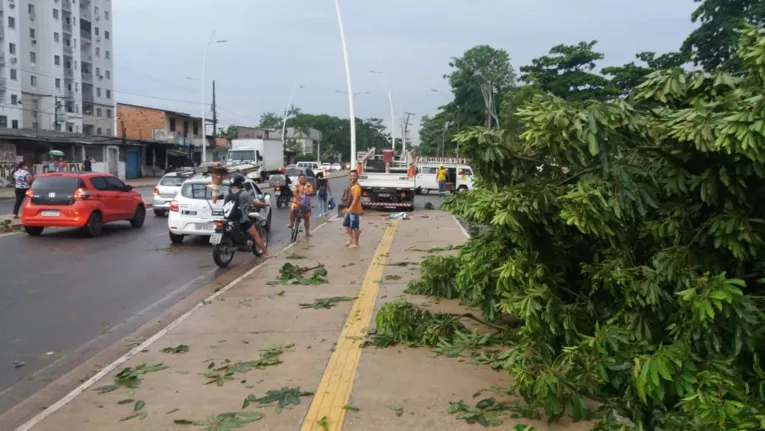 Oito árvores caem na Grande Belém durante ventania e causam transtorno a motoristas e pedestres 