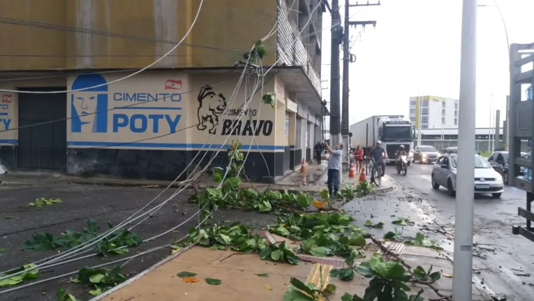 Oito árvores caem na Grande Belém durante ventania e causam transtorno a motoristas e pedestres 