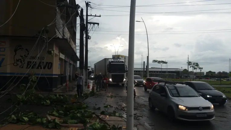 Oito árvores caem na Grande Belém durante ventania e causam transtorno a motoristas e pedestres 