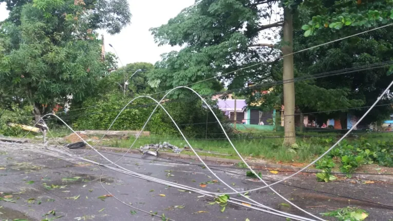 Oito árvores caem na Grande Belém durante ventania e causam transtorno a motoristas e pedestres 