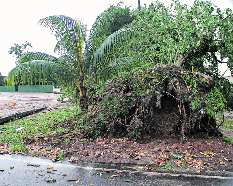 Belém tem oito quedas de árvores registradas durante chuva 