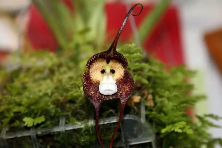 “Orquídea Macaco” floresce e impressiona com semelhança, veja