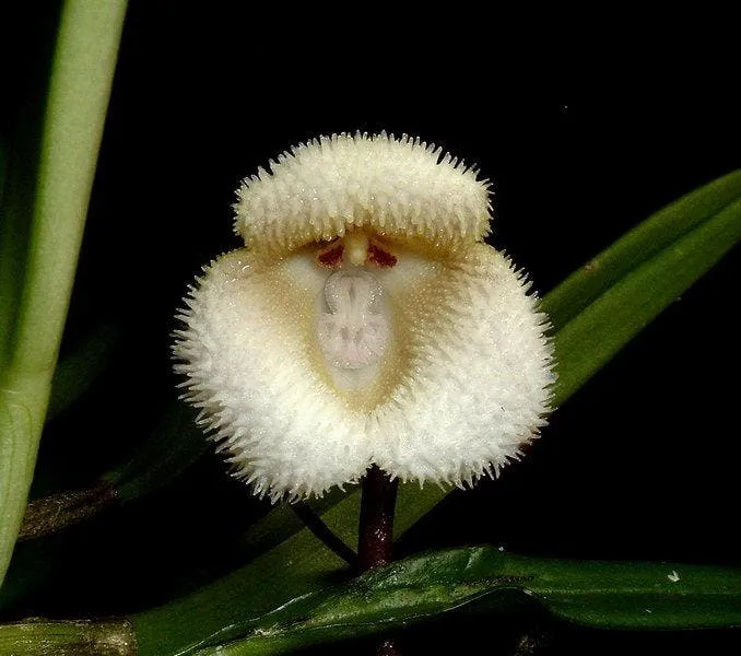 “Orquídea Macaco” floresce e impressiona com semelhança, veja