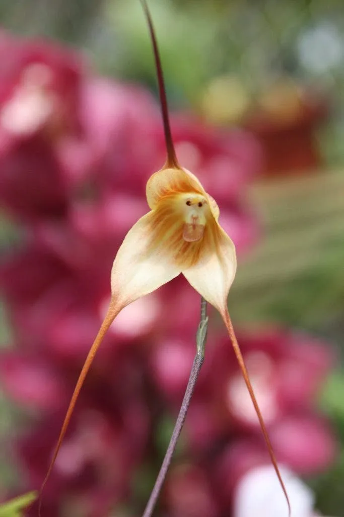 “Orquídea Macaco” floresce e impressiona com semelhança, veja