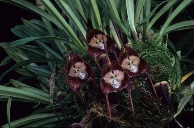 “Orquídea Macaco” floresce e impressiona com semelhança, veja