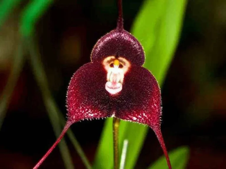 “Orquídea Macaco” floresce e impressiona com semelhança, veja