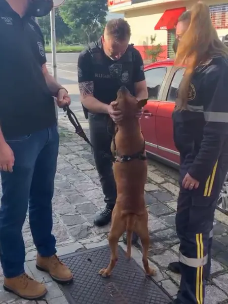 O animal foi apreendido pela polícia de Curitiba 