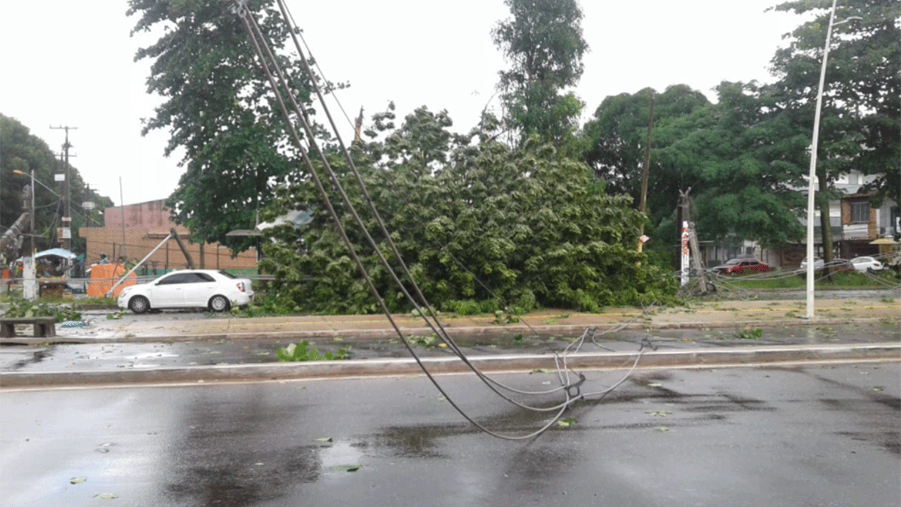 Oito árvores caem na Grande Belém durante ventania e causam transtorno a motoristas e pedestres 