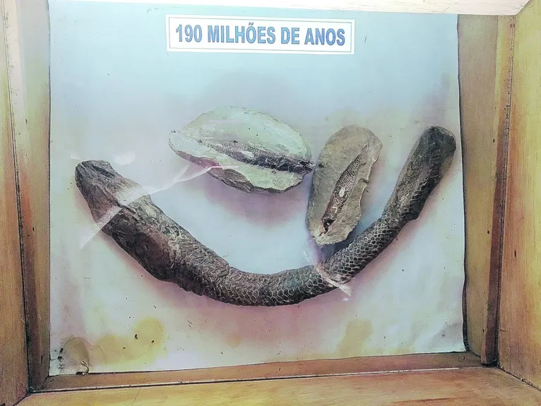 Entre seus quase 5 mil objetos de acervo, o Museu do Marajó tem referências da fauna e flora 