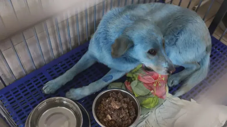 Cachorros azuis começam a ser encontrados e isso preocupa especialistas. Entenda