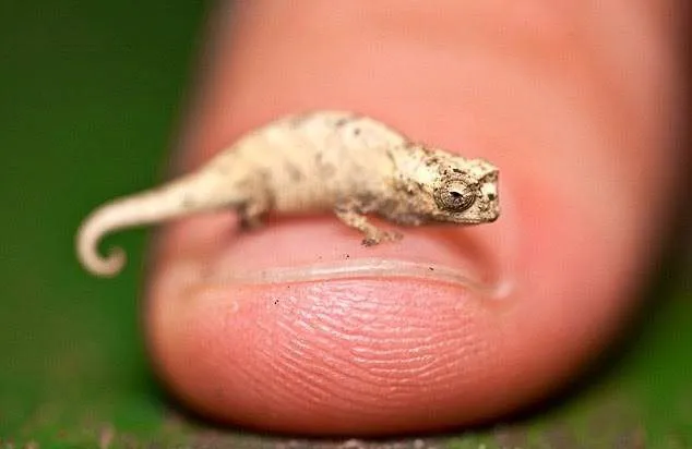 Camaleão de 2 centímetros é descoberto em Madagascar, veja!