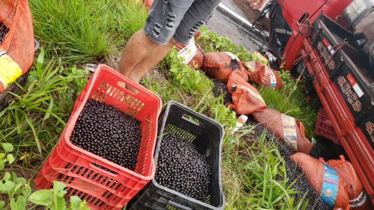 Caminhão com carga de açaí tomba na BR-316; motorista foi preso 