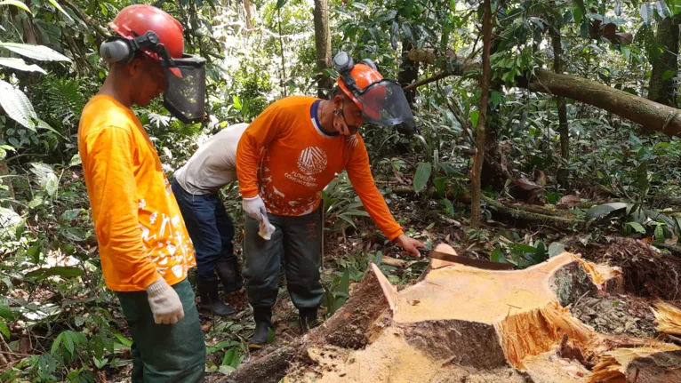 Moradores de reserva iniciam extração sustentável de madeira no Pará