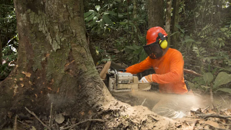 Moradores de reserva iniciam extração sustentável de madeira no Pará