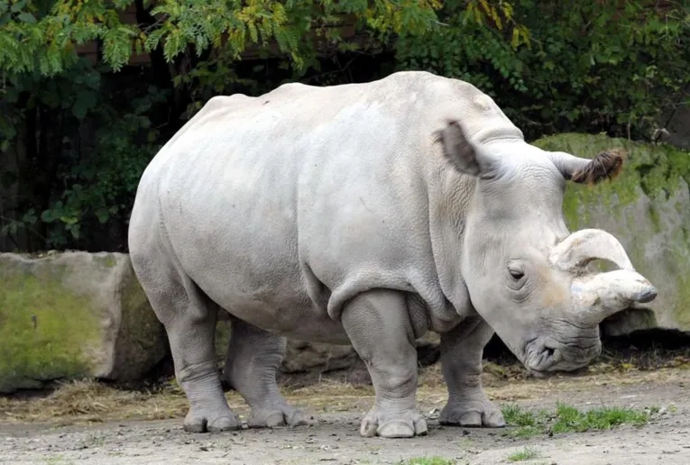 Rinocerontes-brancos lutam contra extinção com 2 últimas fêmeas no mundo