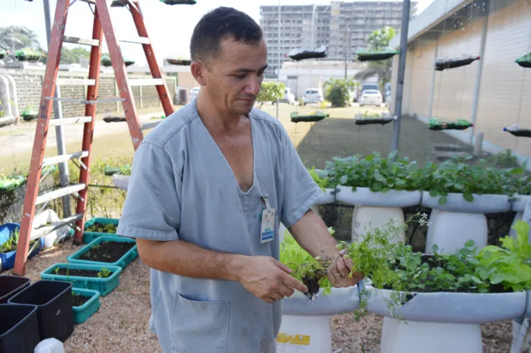 Hospital Metropolitano desenvolve horta orgânica voltada para a alimentação de pacientes e profissionais
