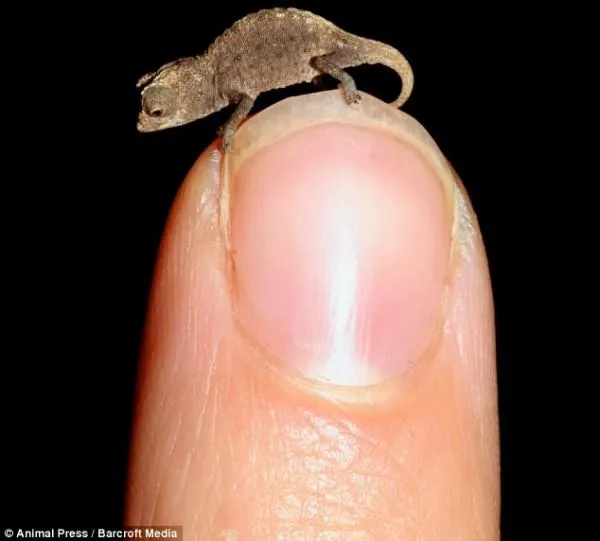Camaleão de 2 centímetros é descoberto em Madagascar, veja!