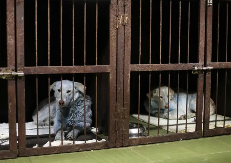 Cachorros azuis começam a ser encontrados e isso preocupa especialistas. Entenda