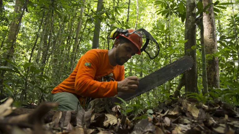 Moradores de reserva iniciam extração sustentável de madeira no Pará