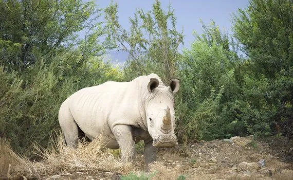 Rinocerontes-brancos lutam contra extinção com 2 últimas fêmeas no mundo