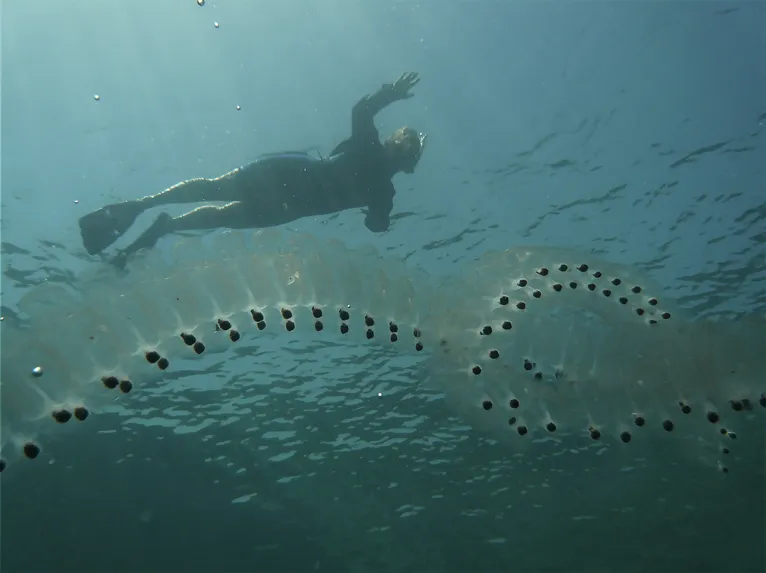 Conheça a curiosa espécie de 'peixe transparente', veja o vídeo!