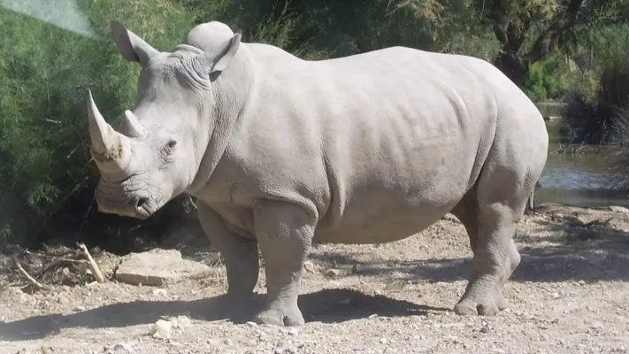 Rinocerontes-brancos lutam contra extinção com 2 últimas fêmeas no mundo