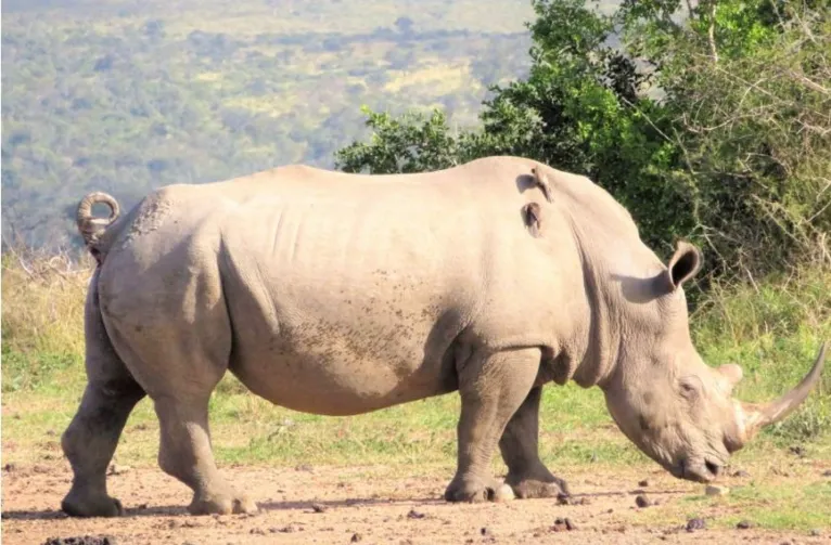 Rinocerontes-brancos lutam contra extinção com 2 últimas fêmeas no mundo