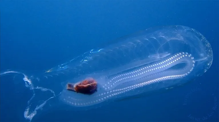 Conheça a curiosa espécie de 'peixe transparente', veja o vídeo!