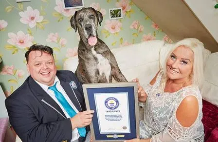 Morre aos 8 anos, cachorro mais alto do mundo