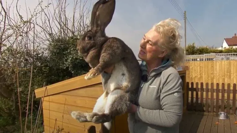 Mulher vacila e maior coelho do mundo é roubado do jardim 