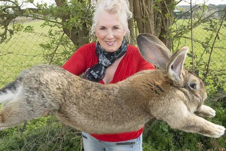 Mulher vacila e maior coelho do mundo é roubado do jardim 