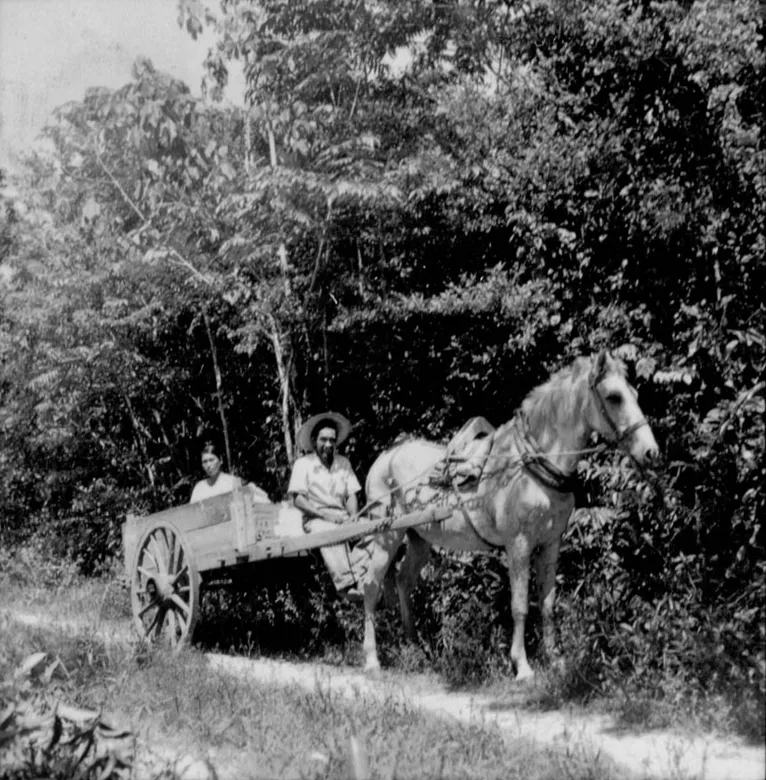 Navegar é preciso: a história dos japoneses em Tomé-Açu