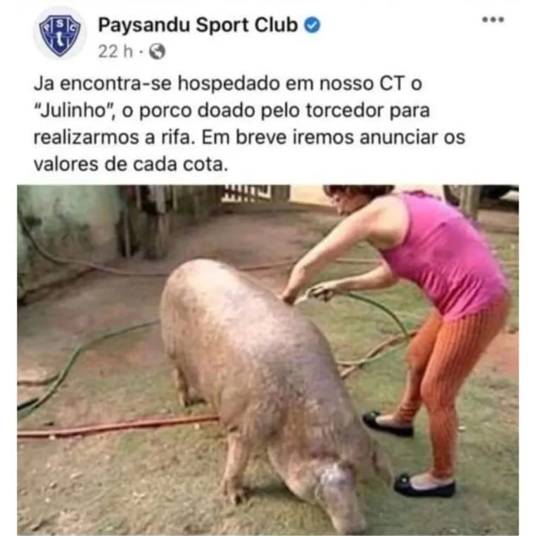 'Rifa de leitão' no Paysandu viraliza após o 'PIX do Leão' e até CBF é envolvida no caso