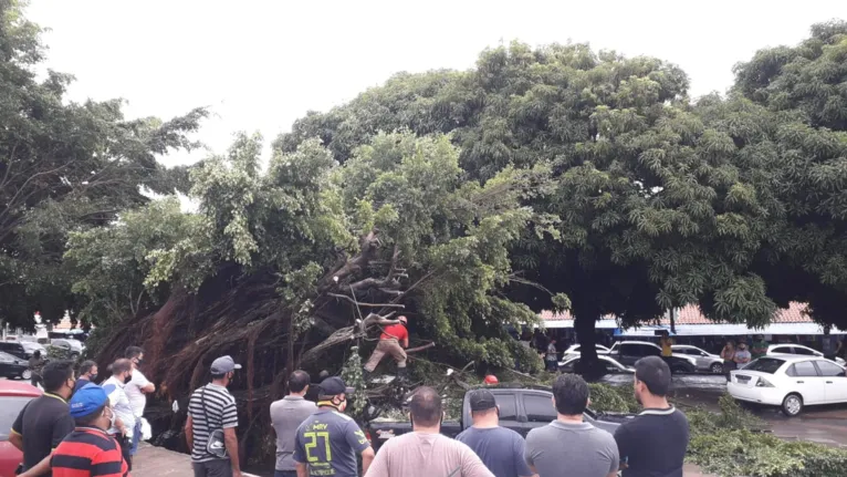 Árvore gigante cai e atinge veículos no Pará