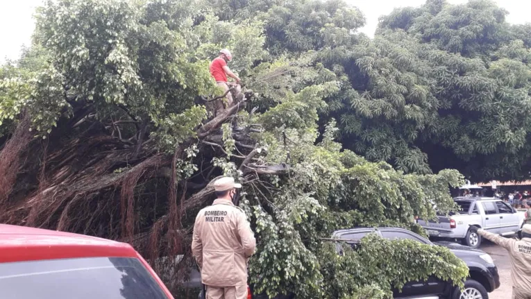 Árvore gigante cai e atinge veículos no Pará