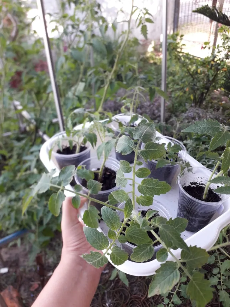 A horta de Sabrina