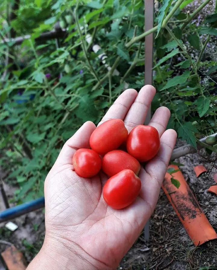 Tomates plantados na horta de Sabrina