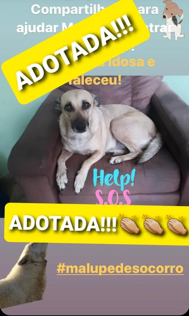 Cadela que buscava novo lar após dona falecer é adotada em Belém