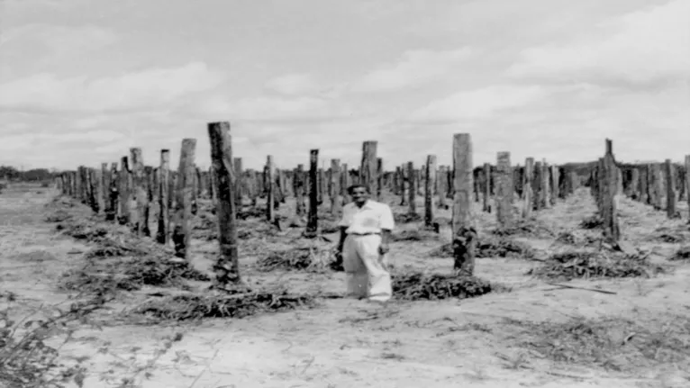 Japônes construindo estruturas para agricultura, em Tomé-Açu.