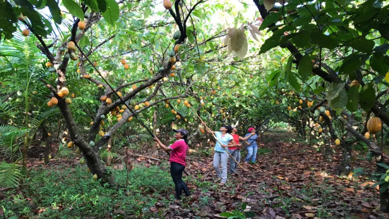 Mulheres colhem cacau na propriedade de Michinori. Produto ganhou IG em 2019.