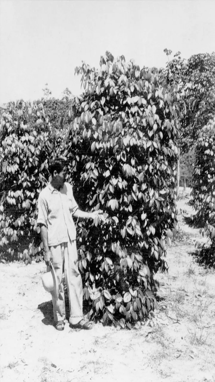 Japônes mostra sua pimenteira em Tomé-Açu