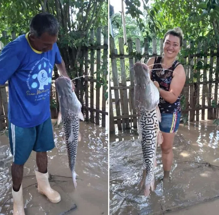 Mulher pega peixe de 12 kg no quintal de casa atingida por alagamento. Veja