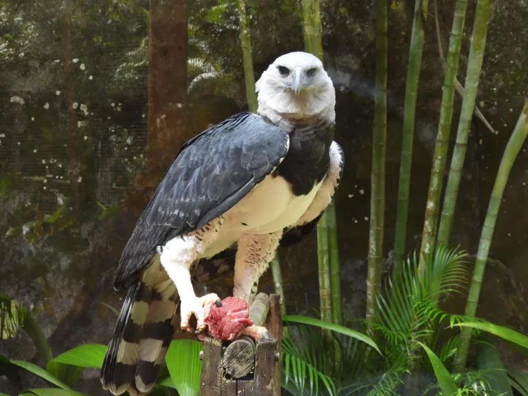 Animais do Parque Zoobotânico Vale recebem cuidados durante a pandemia