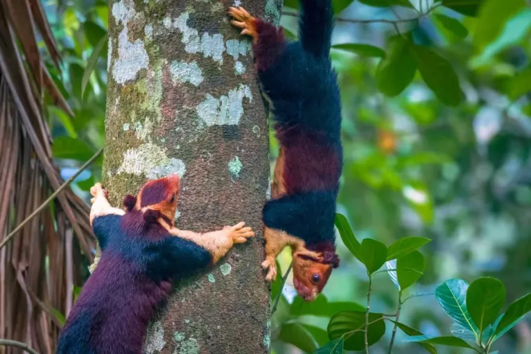 Esquilos gigantes e coloridos são encontrados em florestas da Índia